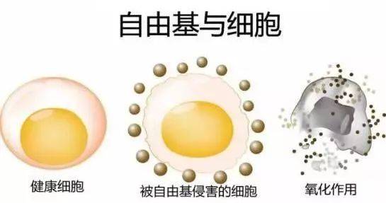 硒語(yǔ) | 美國(guó)華裔專(zhuān)家揭曉新病毒與自由基的關(guān)系！