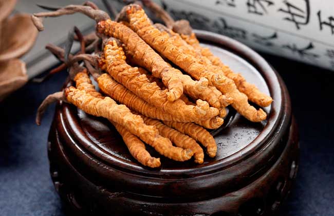 冬蟲夏草的營養(yǎng)成分有哪些？好在哪里