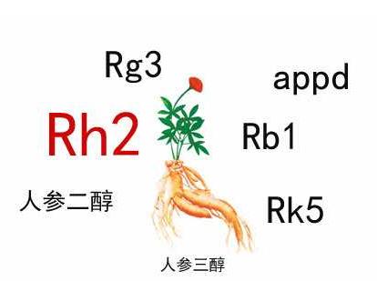 中藥人參皂苷的輔助作用，Rh2和Rg3都不錯(cuò)