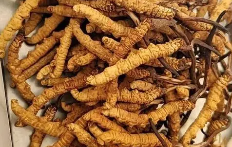 冬蟲夏草那么多種吃法，哪種才能發(fā)揮作用？