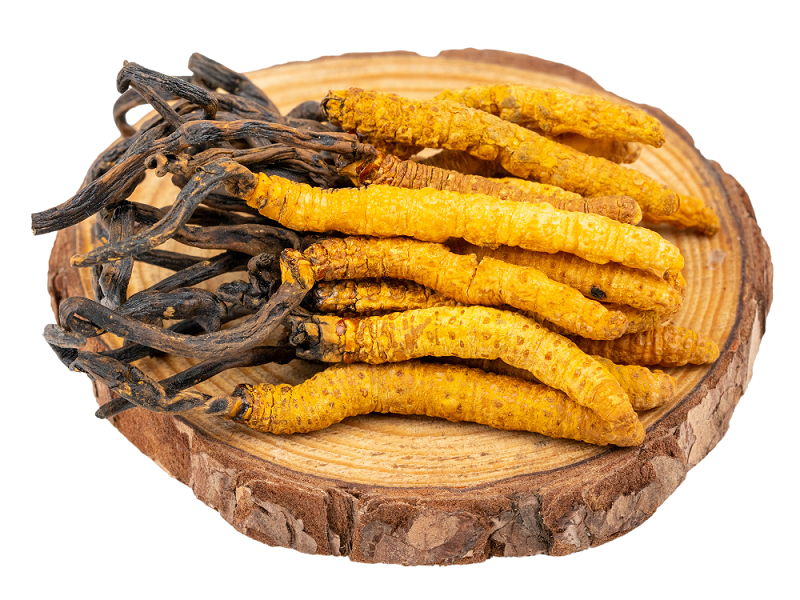 聽說蝙蝠蛾擬青霉與冬蟲夏草有關(guān)？是真的嗎