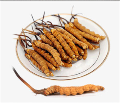 冬蟲(chóng)夏草