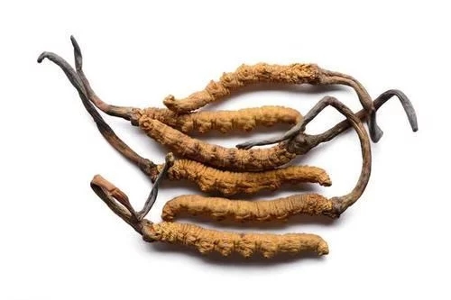 冬蟲(chóng)夏草真的能抗癌嗎？