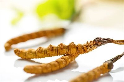 冬蟲夏草菌絲體，蟲草健康養(yǎng)生新時(shí)代