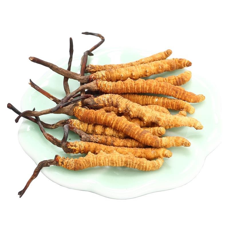 冬蟲夏草中的蟲草素的主要作用是什么？