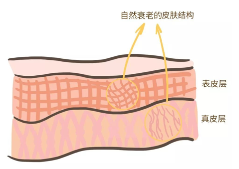 來看看維E是如何抗衰老的，一起看看原理
